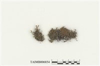 藏品(刺邊合葉蘚)的圖片